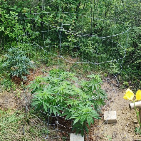 Strawberry Cough growlog timeline photo