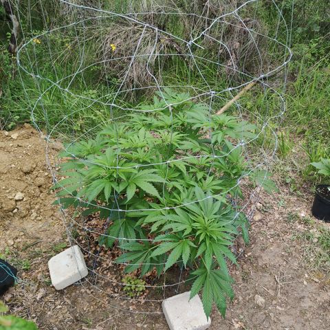 Blue Dream growlog timeline photo