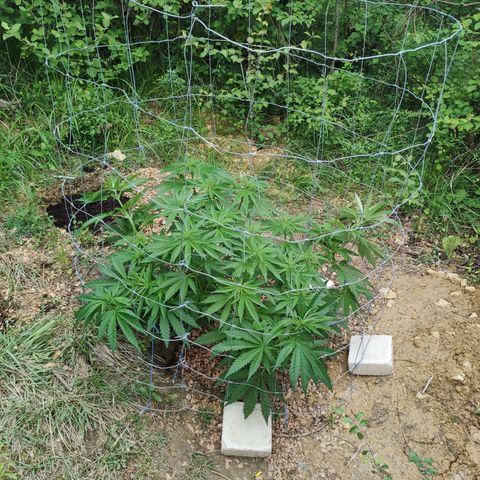 Strawberry Cough growlog timeline photo