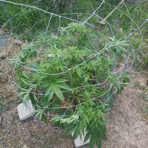 Blue Dream growlog timeline photo