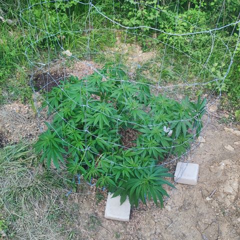 Strawberry Cough growlog timeline photo