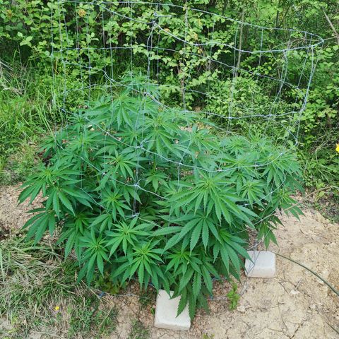 Strawberry Cough growlog timeline photo