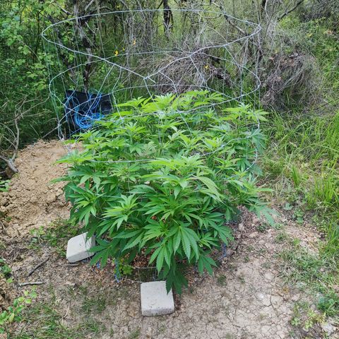 Blue Dream growlog timeline photo