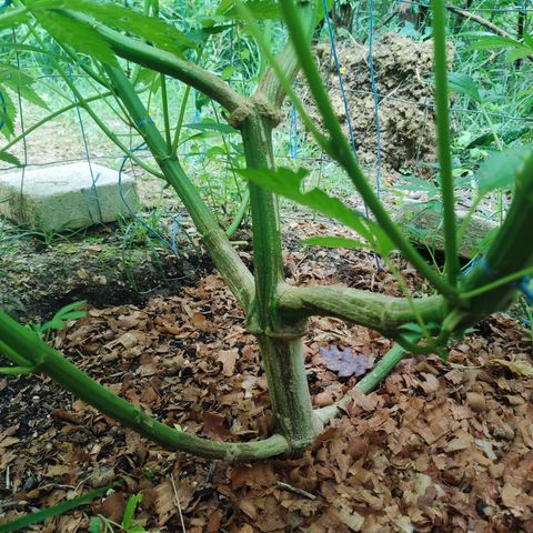 Blue Dream growlog timeline photo