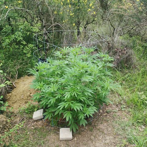 Blue Dream growlog timeline photo