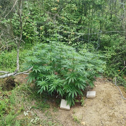Strawberry Cough growlog timeline photo