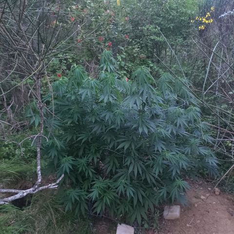Strawberry Cough growlog timeline photo