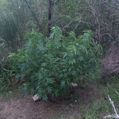 Blue Dream growlog timeline photo