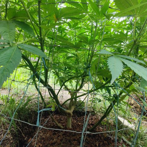 Blue Dream growlog timeline photo
