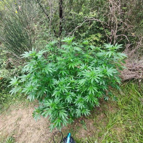Blue Dream growlog timeline photo