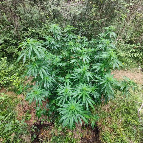 Strawberry Cough growlog timeline photo