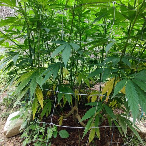 Strawberry Cough growlog timeline photo