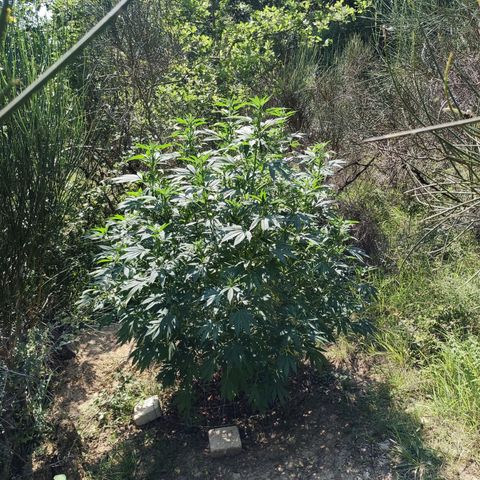 Blue Dream growlog timeline photo