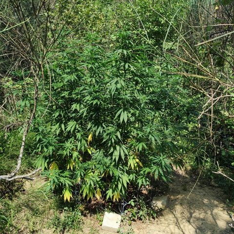 Strawberry Cough growlog timeline photo