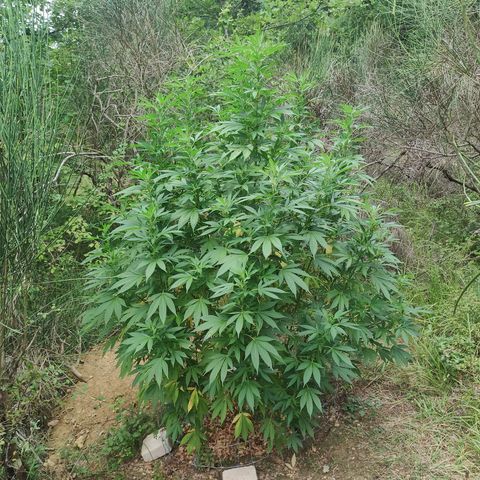 Blue Dream growlog timeline photo