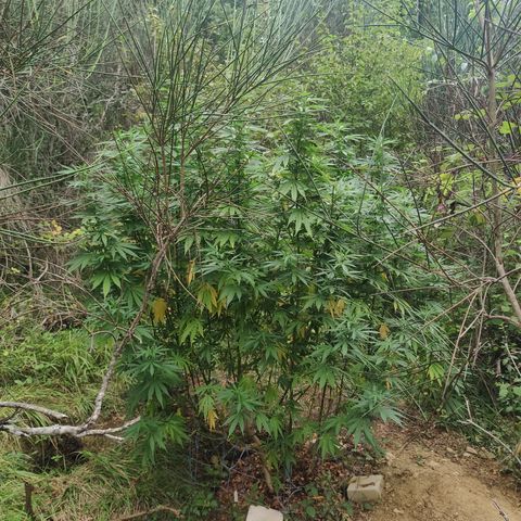 Strawberry Cough growlog timeline photo