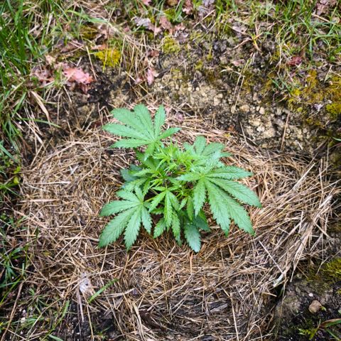 Herz OG growlog photo: Two days after transplanting and already exploding with growth
