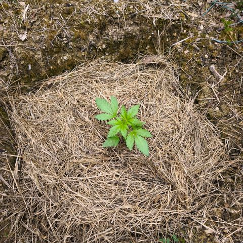 GMO 3n growlog timeline photo