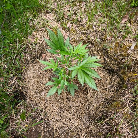 Herz OG growlog timeline photo