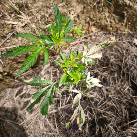 Mimosa x Orange Punch [GrowIsland] growlog timeline photo