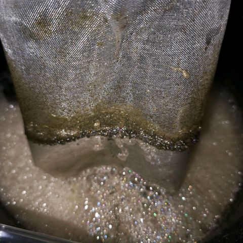 Mimosa x Orange Punch [GrowIsland] growlog timeline photo