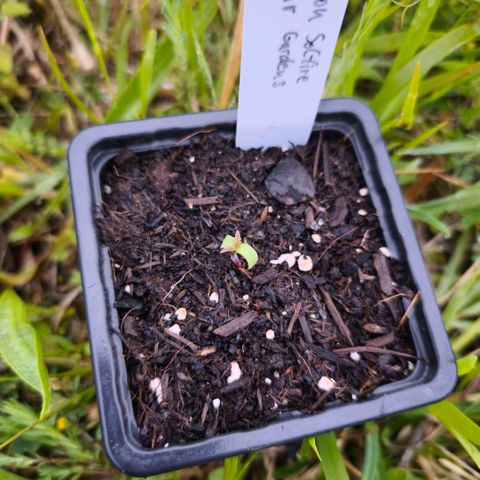 Mimosa x Orange Punch [GrowIsland] growlog photo: This one most likely will replace the Mimosa x Orange Punch. You can already tell by the red stem and first true leafset being red as well that this one might be going purple in the end