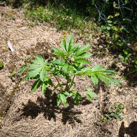 GMO 3n growlog timeline photo