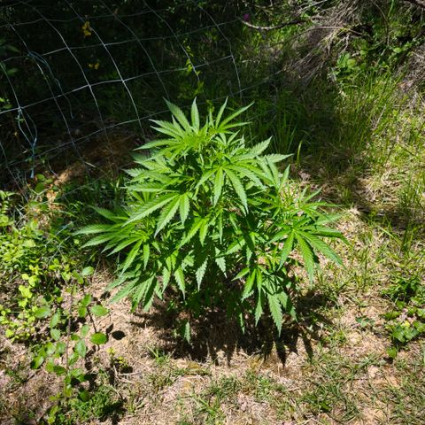 Herz OG growlog timeline photo