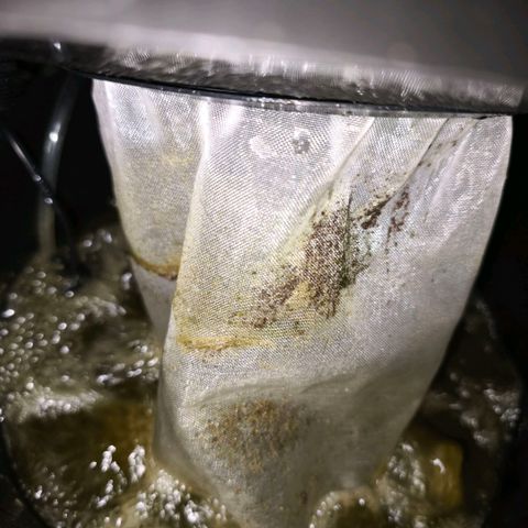 Mimosa x Orange Punch [GrowIsland] growlog timeline photo