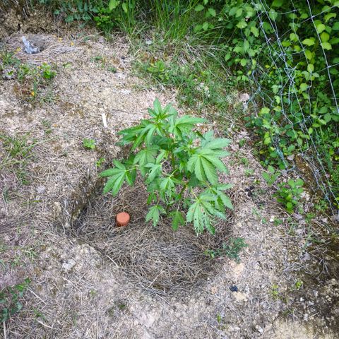 GMO 3n growlog timeline photo