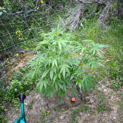 Herz OG growlog timeline photo