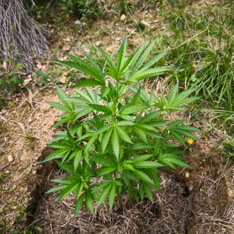 Mimosa x Orange Punch [GrowIsland] growlog timeline photo