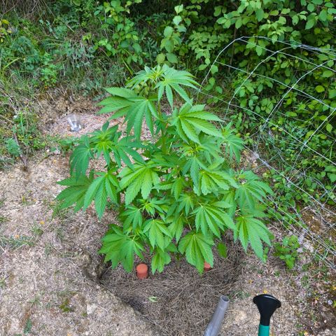 GMO 3n growlog timeline photo