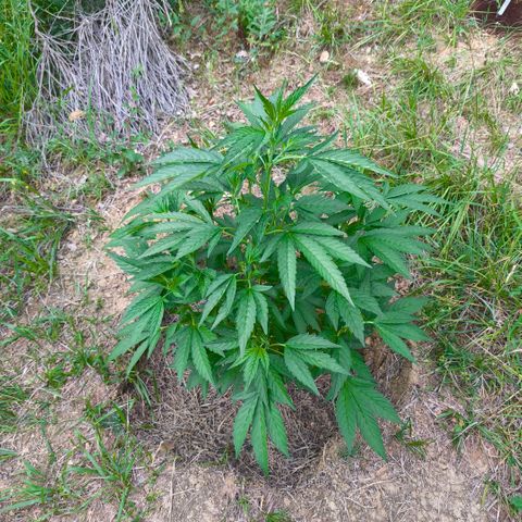 Mimosa x Orange Punch [GrowIsland] growlog timeline photo