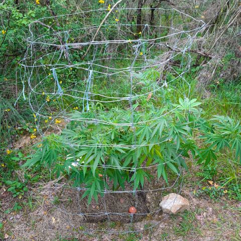 Herz OG growlog timeline photo