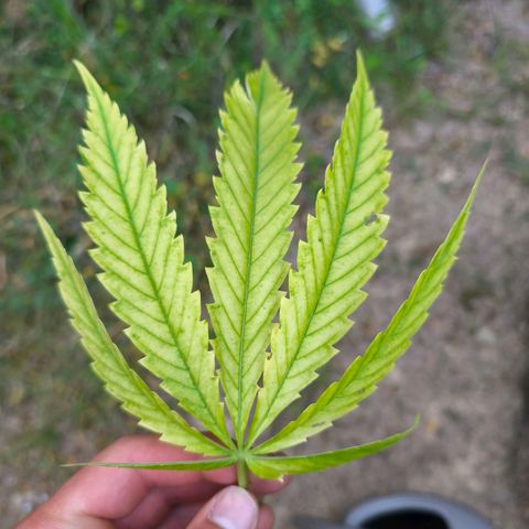 Herz OG growlog timeline photo
