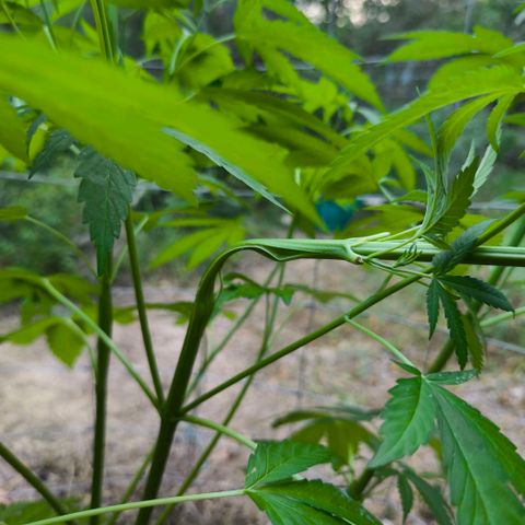 GMO 3n growlog timeline photo