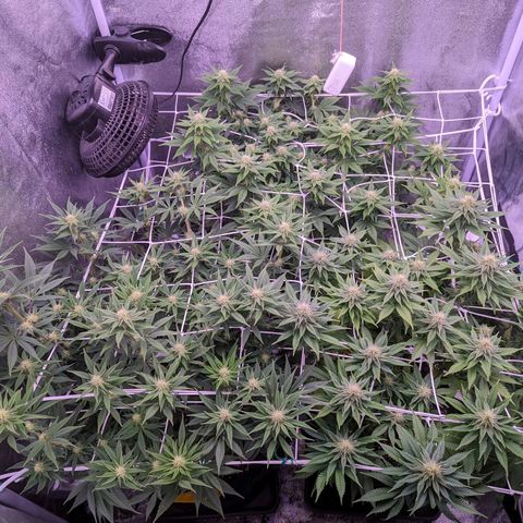 Watermelon growlog timeline photo