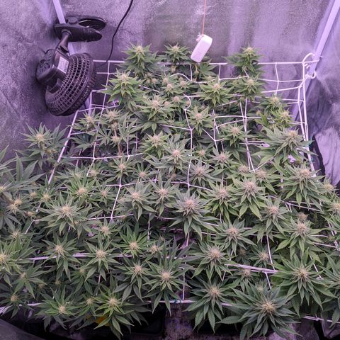 Watermelon growlog timeline photo