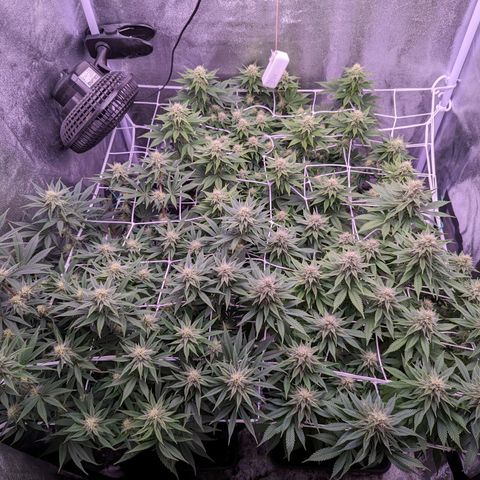 Watermelon growlog timeline photo