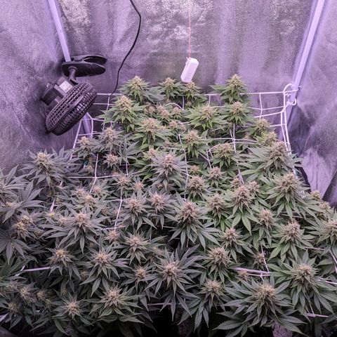 Watermelon growlog timeline photo