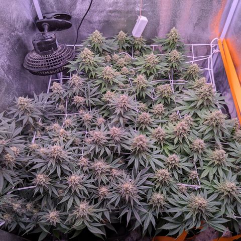 Watermelon growlog timeline photo