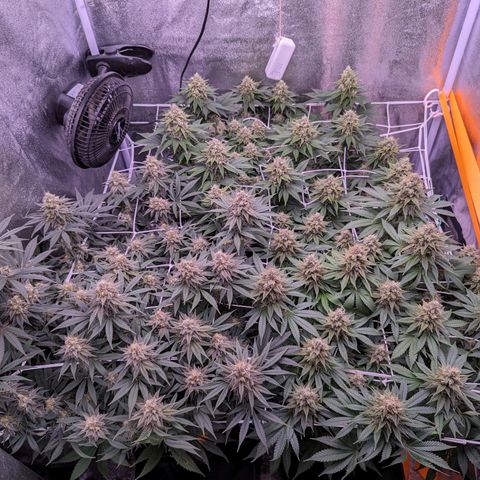 Watermelon growlog timeline photo