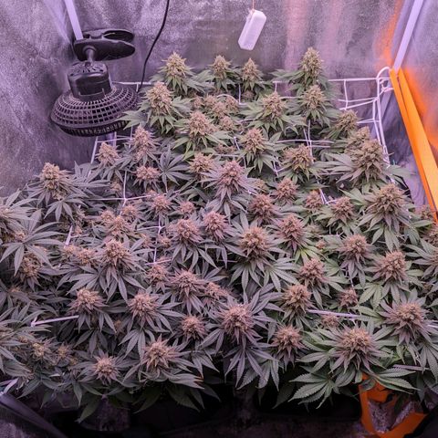 Watermelon growlog timeline photo