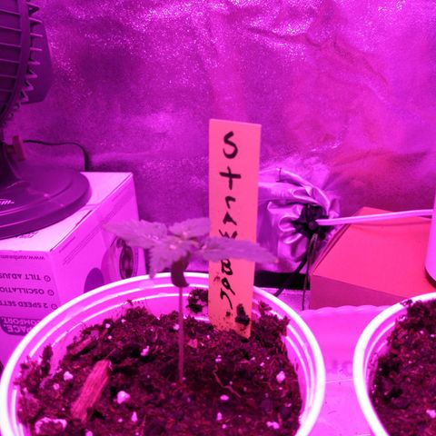 Strawberry Banana growlog timeline photo
