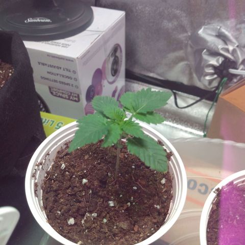 Strawberry Banana growlog timeline photo