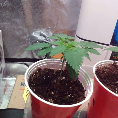 Strawberry Banana growlog timeline photo