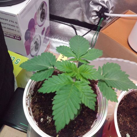 Strawberry Banana growlog timeline photo
