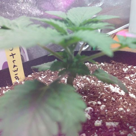 Strawberry Banana growlog timeline photo