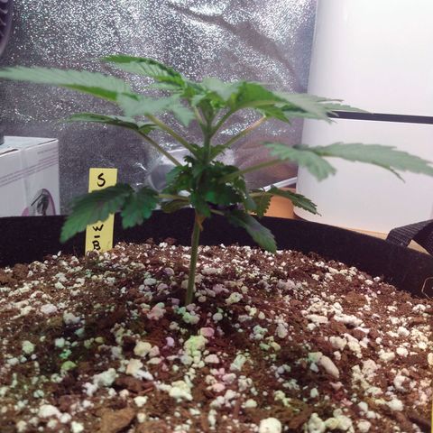 Strawberry Banana growlog timeline photo
